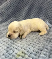 AKC Peter # 9404 Red Roan, a male Cocker Spaniel for sale in Exeter, MO – 3 of 10