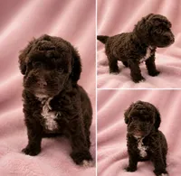 Chocolate Girl white chest , a female Poodle - Miniature  for sale in Exeter, MO – 5 of 10