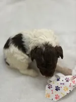 Kandys chocolate and white male, a male Poodle - Miniature  for sale in Exeter, MO – 8 of 8