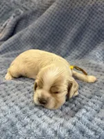 AKC Paige Red Roan #9403, a female Cocker Spaniel for sale in Exeter, MO – 8 of 10