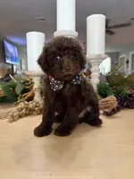 Snickers , a male Poodle - Miniature  for sale in Exeter, MO – 3 of 10