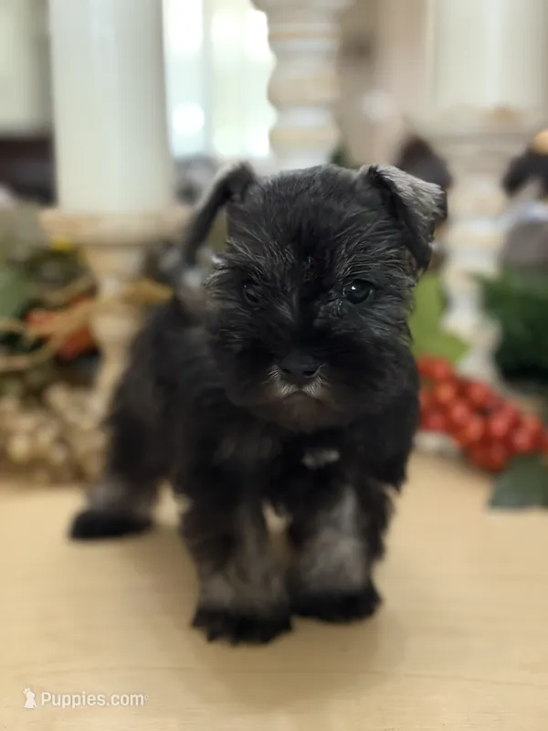 Mercy’s girl #2 AKC – Miniature Schnauzer puppy for sale in Exeter, MO