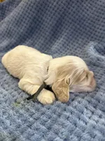 AKC Parker # 9405 Red Roan, a male Cocker Spaniel for sale in Exeter, MO – 10 of 10