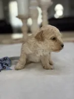 Kandys girl #4674, a female Poodle - Miniature  for sale in Exeter, MO – 8 of 10