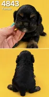 AKC BLACK AND TAN# 4843, a female Cocker Spaniel for sale in Exeter, MO – 3 of 6