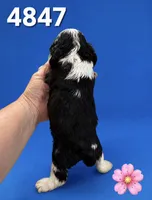 AKC TRI # 4847, a female Cocker Spaniel for sale in Exeter, MO – 2 of 4