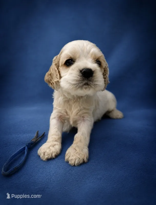 AKC Peter # 9404 Red Roan – Cocker Spaniel puppy for sale in Exeter, MO