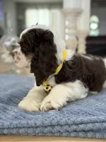 AKC Eva’s Boy, a male Cocker Spaniel for sale in Exeter, MO – 10 of 10
