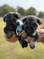 Mercy’s girl #2 AKC, a female Miniature Schnauzer for sale in Exeter, MO – 6 of 10