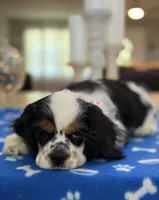 AKC TRI # 4845, a female Cocker Spaniel for sale in Exeter, MO – 4 of 7