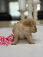 Kandys girl # 4671, a female Poodle - Miniature  for sale in Exeter, MO – 3 of 9