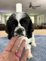 AKC #4841 Female, a female Cocker Spaniel for sale in Exeter, MO – 2 of 10