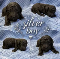 Silvys silver boy , a male Poodle - Miniature  for sale in Exeter, MO – 2 of 2