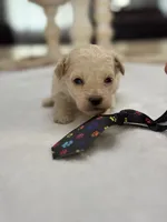 Kandys cream boy # 4672, a male Poodle - Miniature  for sale in Exeter, MO – 2 of 8