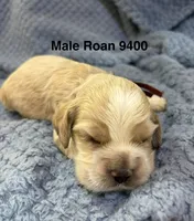 AKC Paul # 9400 Red Roan, a male Cocker Spaniel for sale in Exeter, MO – 10 of 10