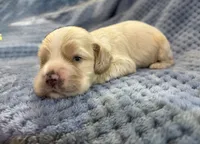 AKC Prince # 9402 Buff, a male Cocker Spaniel for sale in Exeter, MO – 6 of 8
