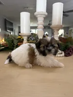 Cuddles, a male Shih Tzu for sale in Exeter, MO – 3 of 7