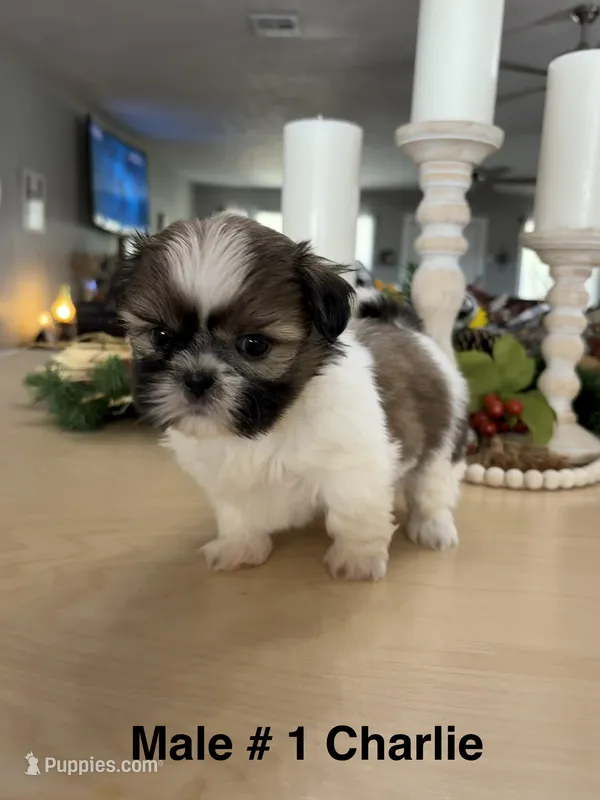 Charlie  – Shih Tzu puppy for sale in Exeter, MO