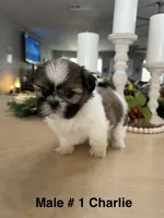 Charlie , a male Shih Tzu for sale in Exeter, MO – 1 of 9