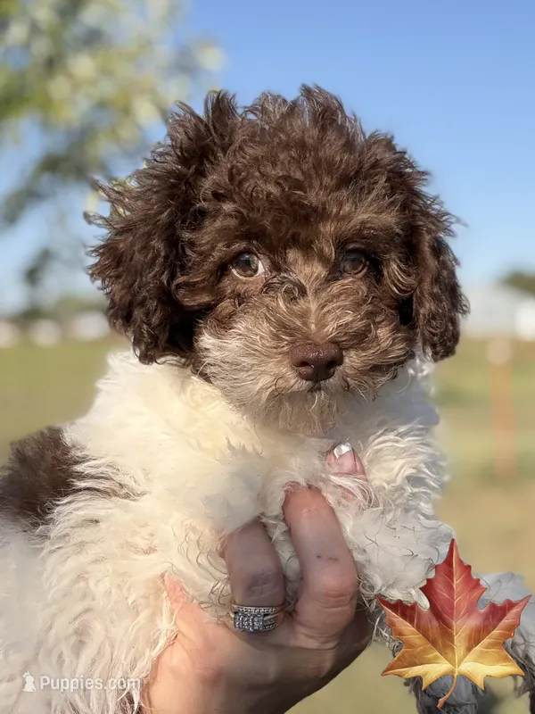 Kandys chocolate and white male – Poodle - Miniature  puppy for sale in Exeter, MO