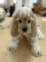 Toby, a male Cocker Spaniel for sale in Exeter, MO – 7 of 10