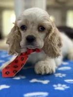 AKC Peter # 9404 Red Roan, a male Cocker Spaniel for sale in Exeter, MO – 6 of 10