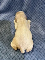 AKC Prince # 9402 Buff, a male Cocker Spaniel for sale in Exeter, MO – 4 of 8