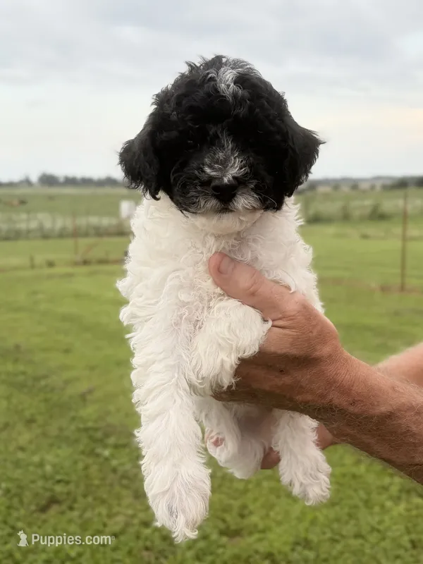 Silvys girl #2 – Poodle - Miniature  puppy for sale in Exeter, MO