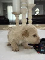 Kandys cream boy # 4672, a male Poodle - Miniature  for sale in Exeter, MO – 8 of 8