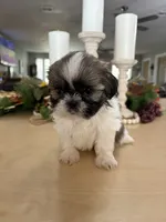 Champ, a male Shih Tzu for sale in Exeter, MO – 8 of 9