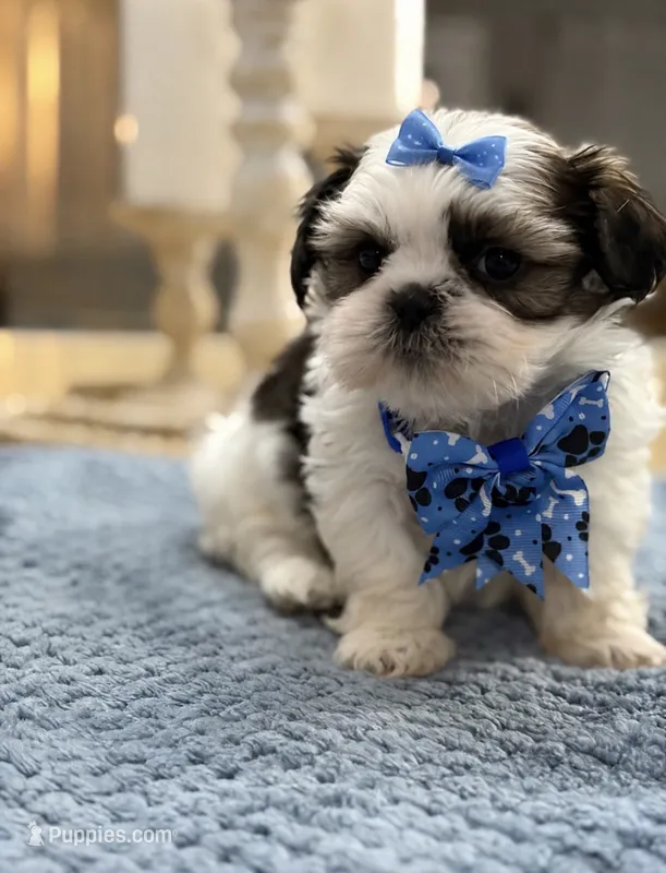 Lola’s girl #2– 4678 🦋💙🦋 – Shih Tzu puppy for sale in Exeter, MO