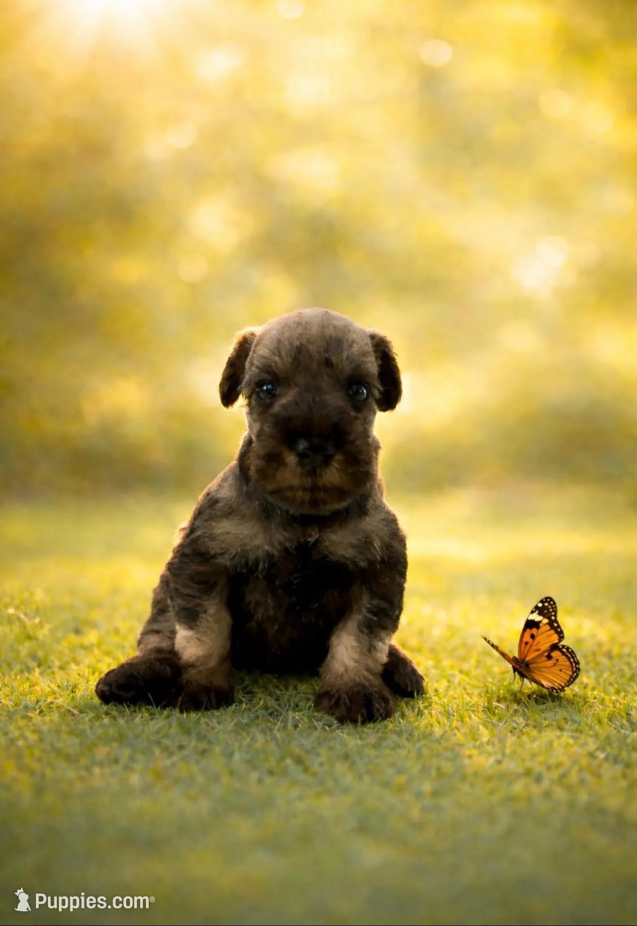  AKC Boomer, a male Miniature Schnauzer for sale in Exeter, MO – Photo 5 of 10