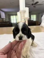 AKC Angles # 4780, a female Cocker Spaniel for sale in Exeter, MO – 4 of 7