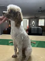 Tilly, a female Poodle - Miniature  for sale in Exeter, MO – 4 of 4