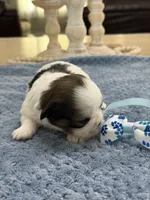 Lola’s girl #2– 4678 🦋💙🦋, a female Shih Tzu for sale in Exeter, MO – 8 of 10