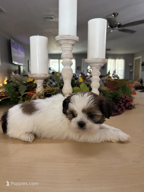 Chuck – Shih Tzu puppy for sale in Exeter, MO