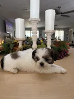 Chuck, a male Shih Tzu for sale in Exeter, MO – 10 of 10