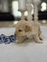 Kandys girl #4674, a female Poodle - Miniature  for sale in Exeter, MO – 2 of 10