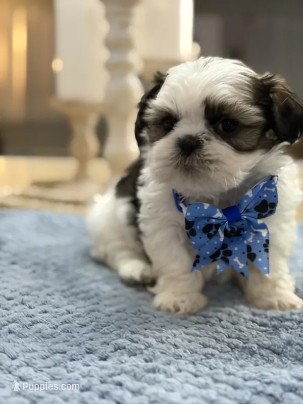 Lola’s girl #2– 4678 🦋💙🦋 – Shih Tzu puppy for sale in Exeter, MO
