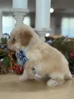 Kandys girl #4674, a female Poodle - Miniature  for sale in Exeter, MO – 10 of 10