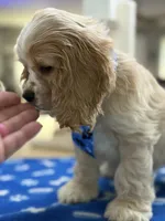 AKC Prince # 9402 Buff, a male Cocker Spaniel for sale in Exeter, MO – 5 of 10