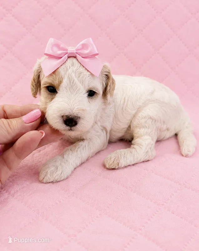Silvys girl #3 – Poodle - Miniature  puppy for sale in Exeter, MO