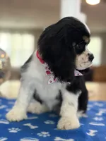 AKC TRI Girl # 4847, a female Cocker Spaniel for sale in Exeter, MO – 4 of 10