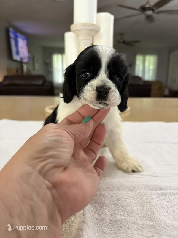 AKC Angles # 4780 – Cocker Spaniel puppy for sale in Exeter, MO