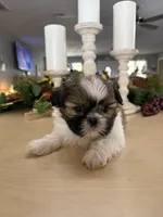 Charlie , a male Shih Tzu for sale in Exeter, MO – 4 of 9