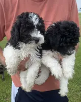 Black white male #1, a male Poodle - Miniature  for sale in Exeter, MO – 5 of 9