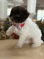 Kandys chocolate and white male, a male Poodle - Miniature  for sale in Exeter, MO – 6 of 10