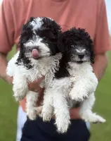 Black and white boy #2, a male Poodle - Miniature  for sale in Exeter, MO – 6 of 8