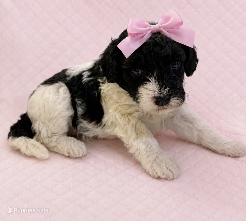 Silvys girl#1 – Poodle - Miniature  puppy for sale in Exeter, MO