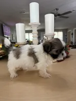 Champ, a male Shih Tzu for sale in Exeter, MO – 5 of 9